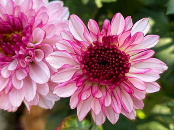 Close-up of pink dahlia