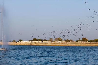 Birds flying over sea against sky