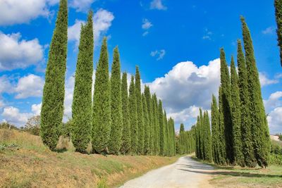 Panoramic view of road amidst trees against sky