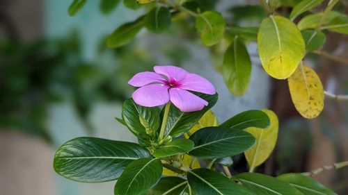 Close-up of pink flowering plant