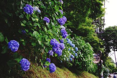 Close-up of purple flowering plants by trees