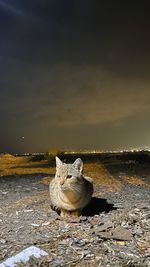 Cat relaxing on a field