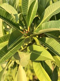 Close-up of insect on leaves