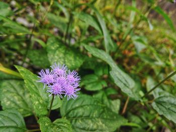 Close-up of purple flowering plant