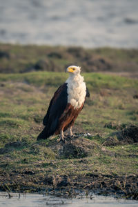 Eagle perching on rock