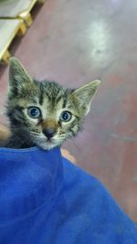 Close-up portrait of a cat