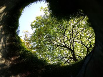 Low angle view of trees against sky