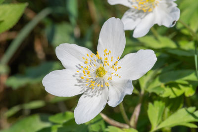 Close up of a wood anemone  flower in bloom
