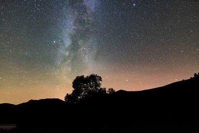 Low angle view of silhouette trees against the milky way
