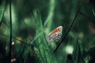 Close-up of butterfly perching on plant