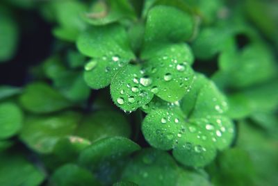 Close-up of water drops on leaves