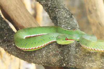 Close-up of lizard on leaf