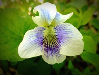 Close-up of purple flower