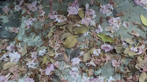 Full frame shot of autumn leaves