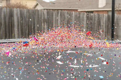 High angle view of multi colored flowers