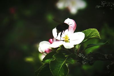 Close-up of flower