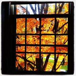 Trees seen through window