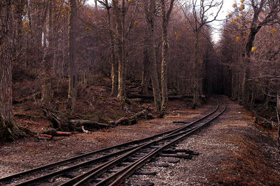 Railroad tracks amidst trees in forest