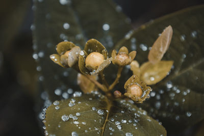 Close-up of insect on plant