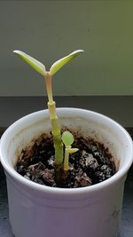 Close-up of potted plant