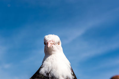 Low angle view of seagull