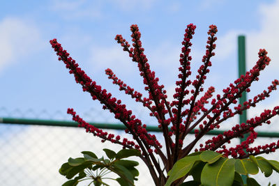 Close-up of flowering plant