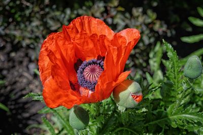 Close-up of poppy blooming outdoors