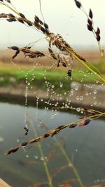 Close-up of wet spider web on plant