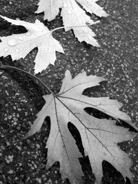 Close-up of maple leaves