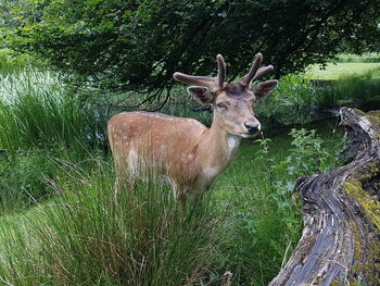 Deer in a field