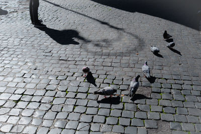 High angle view of birds on footpath