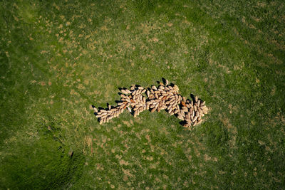 Aerial view of flock of sheep on field