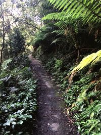 View of trees in forest