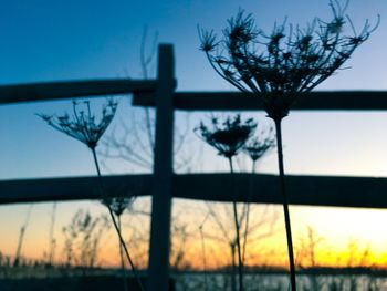 Close-up of silhouette plant against sky at sunset