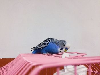 Close-up of bird perching on wall