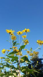 Low angle view of yellow flowering plant against clear blue sky