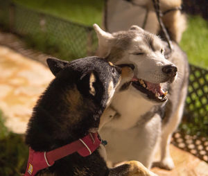 Close-up of a dog