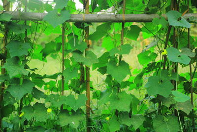 Full frame shot of plants