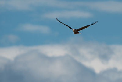 Low angle view of black kite flying in sky