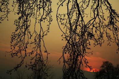 Low angle view of silhouette tree against sky at sunset