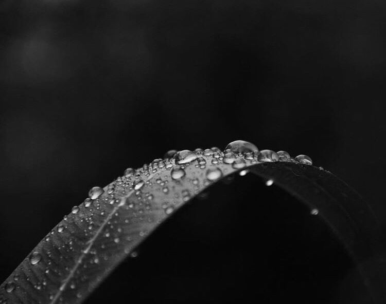 CLOSE-UP OF RAIN DROPS ON LEAF