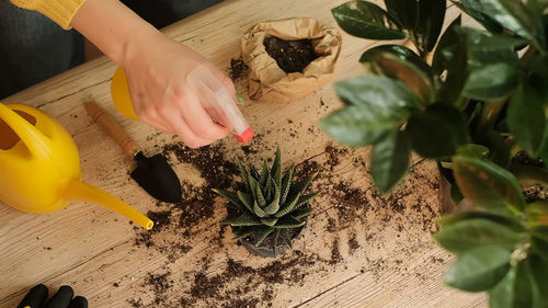 Cropped hand of man holding plant