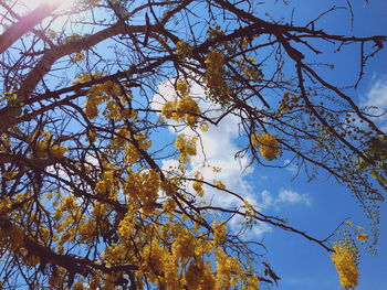 Low angle view of tree against sky