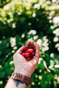 Midsection of person holding strawberry against tree