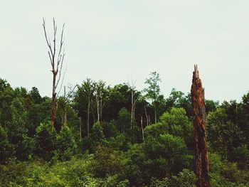 Trees in forest against sky