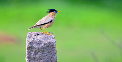 Close-up of bird perching on wooden post