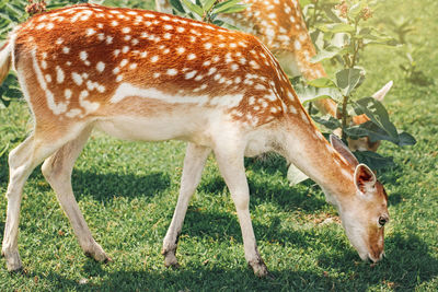 Group of young fallow deer eating grass on summer outdoor. herd animals dama dama feeding 