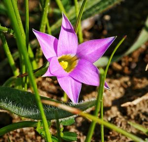 Close-up of crocus blooming outdoors