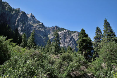 Plants growing on land against clear sky