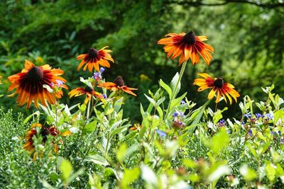 Close-up of flowering plants on field